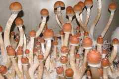 Selling: 10 cc B + Mushroom Spore Syringes