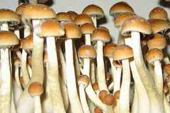 Selling: 10 cc Golden Teacher  Mushroom Spore Syringes