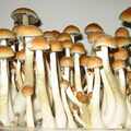 Selling: 10 cc Golden Teacher  Mushroom Spore Syringes