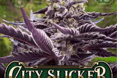 Selling: City Slicker by Greenpoint seeds