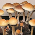 Selling: Guadalajara Mushroom Spore Syringes