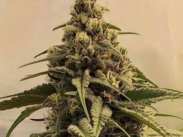 Selling: Blue Triangle Goat and Monkey Seeds