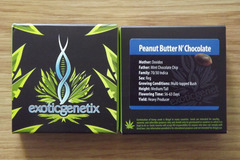 Sell: Exotic Genetix Peanut Butter N' Cholcolate 10 Regular Seeds