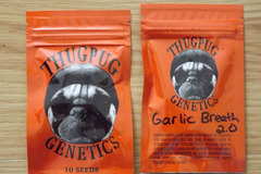 Vente: Thug Pug Garlic Breath 2.0 10 Regular Seeds