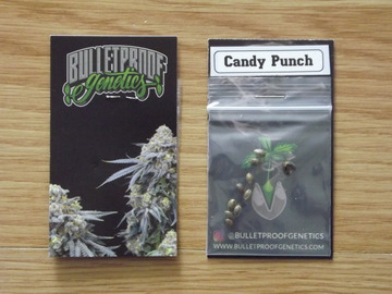 Providing ($): Bulletproof Candy Punch 10 Regular Seeds