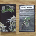 Venta: Bulletproof Candy Punch 10 Regular Seeds