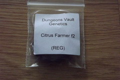 Venta: Dungeon Vault Genetics F2 10 Regular Seeds