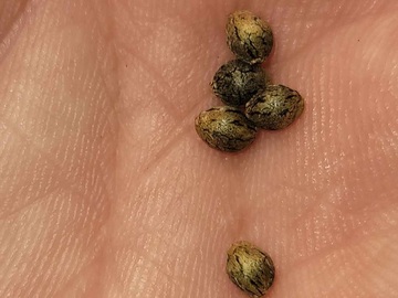 Selling: Durban Poison Feminized Seeds