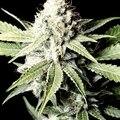 Selling: Greenhouse Seed Co. - Great White Shark Feminised Seeds - 3 Seeds