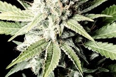 Selling: Greenhouse Seed Co. - Great White Shark Feminised Seeds - 5 Seeds