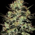 Greenhouse Seed Co. - Moby Dick Feminised Seeds - 3 Seeds