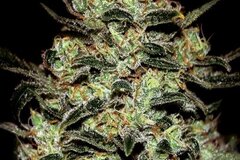Greenhouse Seed Co. - Moby Dick Feminised Seeds - 5 Seeds