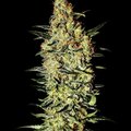 Selling: Greenhouse Seed Co. - Neville's Haze Feminised Seeds - 10 Seeds