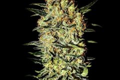 Selling: Greenhouse Seed Co. - Neville's Haze Feminised Seeds - 5 Seeds