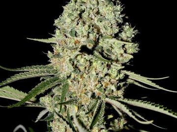 Vente: Greenhouse Seed Co. - Super Critical Feminised Seeds - 5 Seeds