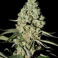 Selling: Greenhouse Seed Co. - Super Critical Feminised Seeds - 5 Seeds