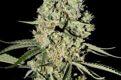 Selling: Greenhouse Seed Co. - Super Critical Feminised Seeds - 10 Seeds