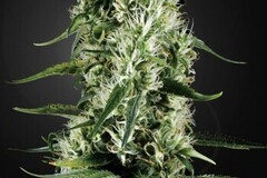 Selling: Greenhouse Seed Co. - Super Silver Haze Feminised Seeds - 3 Seeds