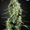 Selling: Greenhouse Seed Co. - Super Silver Haze Feminised Seeds - 3 Seeds