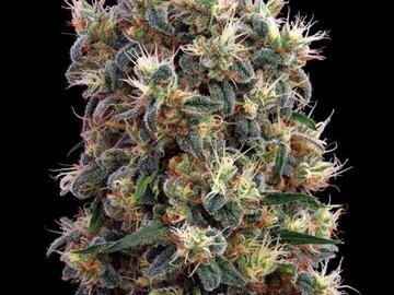 Vente: Greenhouse Seed Co. - The Church Feminised Seeds - 3 Seeds
