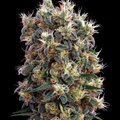 Selling: Greenhouse Seed Co. - The Church Feminised Seeds - 3 Seeds