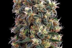 Selling: Greenhouse Seed Co. - The Church Feminised Seeds - 10 Seeds