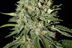 Vente: Greenhouse Seed Co. - The Doctor Feminised Seeds - 3 Seeds