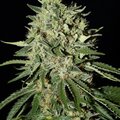 Vente: Greenhouse Seed Co. - The Doctor Feminised Seeds - 3 Seeds
