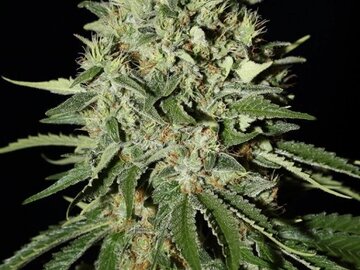 Vente: Greenhouse Seed Co. - The Doctor Feminised Seeds - 5 Seeds
