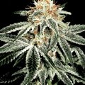 Vente: Greenhouse Seed Co. - White Widow Feminised Seeds - 3 Seeds