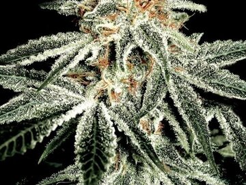 Vente: Greenhouse Seed Co. - White Widow Feminised Seeds - 5 Seeds