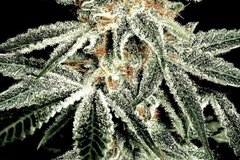Selling: Greenhouse Seed Co. - White Widow Feminised Seeds - 5 Seeds