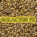 Venta: Galactus F2♂♀