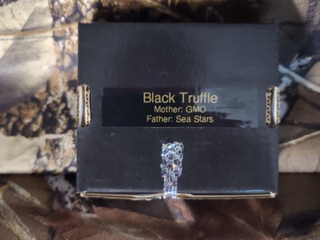 Selling: Black Truffle 808 genetics