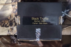 Vente: Black Truffle 808 genetics