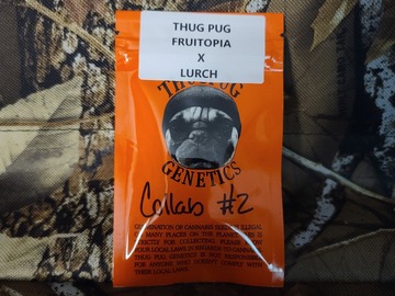Selling: Thug pug Secret Society Collab #2