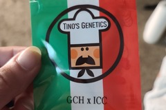 Vente: Tinos Genetics GCH X ICC