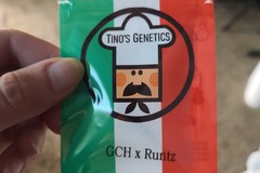 Selling: Tinos Genetics GCH X Runtz