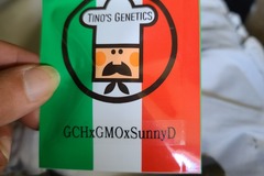 Venta: Tinos Genetics GCH X GMO X Sunny D