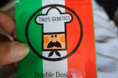 Selling: Tinos Genetics DBL Dosi V2