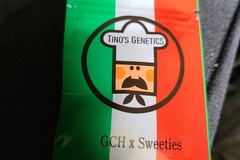 Selling: Tinos Genetics GCH X Sweeties