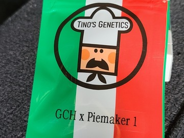 Vente: Tinos Genetics GCH X Piemaker 1