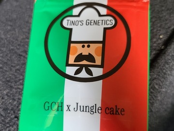 Selling: Tinos Genetics GCH X Jungle cake