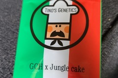 Vente: Tinos Genetics GCH X Jungle cake