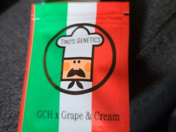 Selling: Tinos Genetics GCH X Grape & Cream