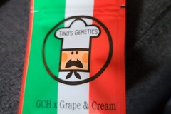 Vente: Tinos Genetics GCH X Grape & Cream