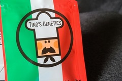 Selling: Tinos Genetics GCHCK Bx