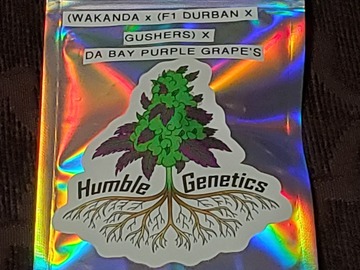 Vente: Humble Genetics - Wakandaleeza - Wakanda x (F1 Durban x Gushers)