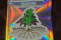 Sell: Humble Genetics - Wakandaleeza - Wakanda x (F1 Durban x Gushers)