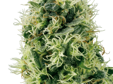 Vente: Pure Power Plant Feminized Seeds by White Label  Sensi Seeds